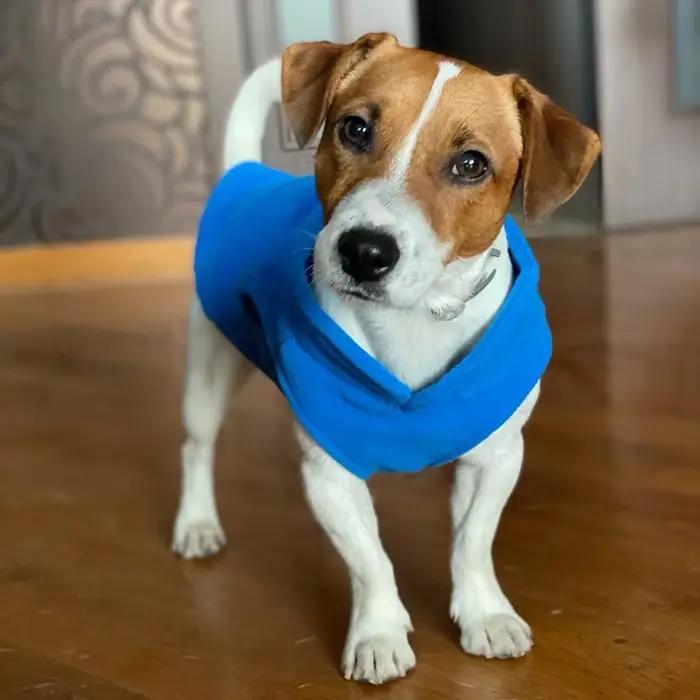 Vêtements chauds en polaire pour chiens, veste pour animaux de compagnie avec anneau en D, pour peti