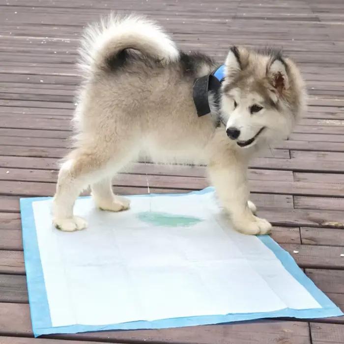 Couche-culotte Super absorbante pour animaux de compagnie, coussinets de formation pour chiens, tapi