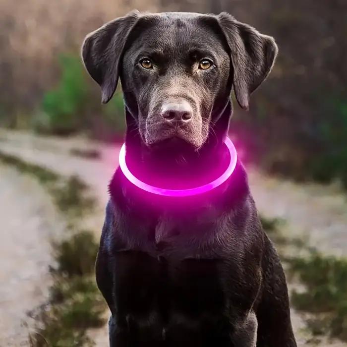 Collier de chien lumineux LED, chargeur USB, Anti-perte, pour grands, moyens et petits chiens, acces