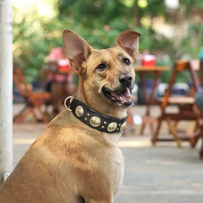 Collier pour chien en cuir véritable colliers pour chien en cuir véritable clouté collier pour grand