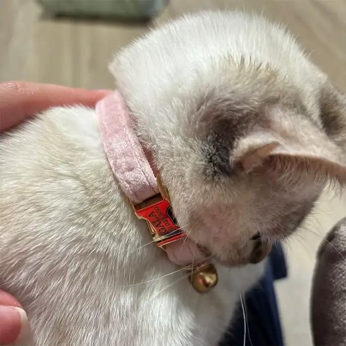 Collier pour chat réglable et élégant avec nœud papillon, caractéristique de sécurité pour animaux d