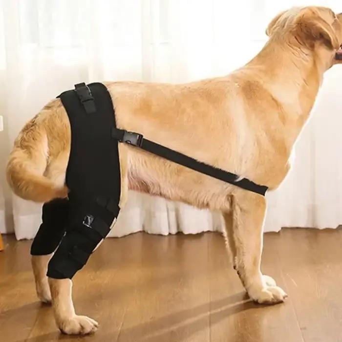 Attelle de soutien des jambes de chien, protection des articulations des hanches et des genoux, prév