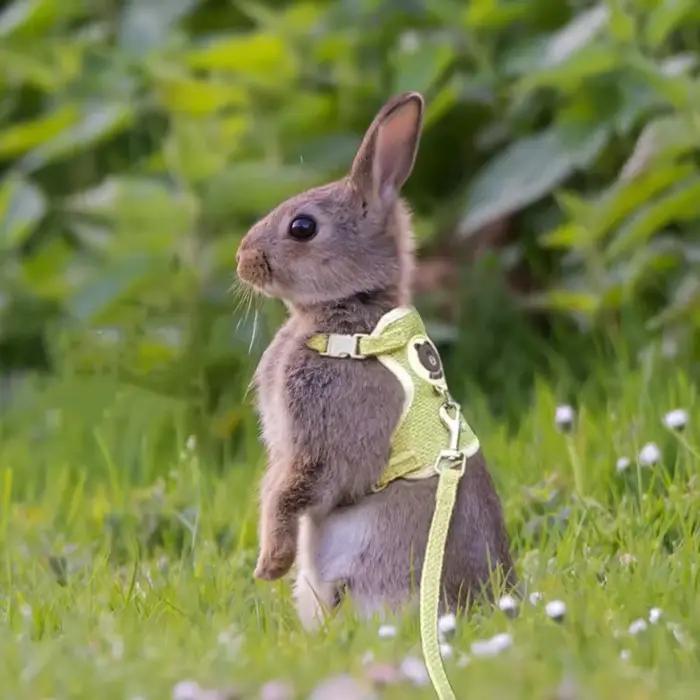 Ensemble de Laisse SFP pour Lapin Mignon, Accessoires pour Animaux de Compagnie, Petit Animal de Com