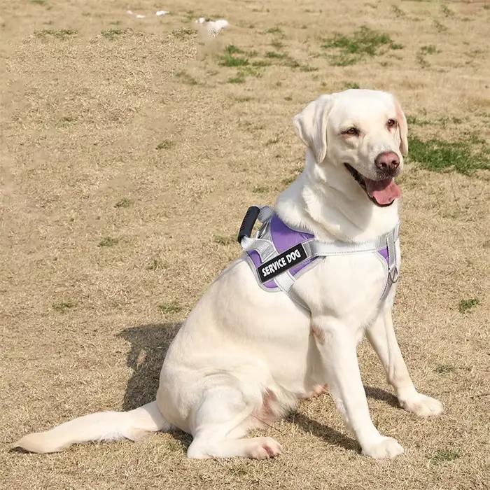 Harnais de Service pour chien avec nom personnalisé, harnais réglable pour chien Labrador réfléchiss