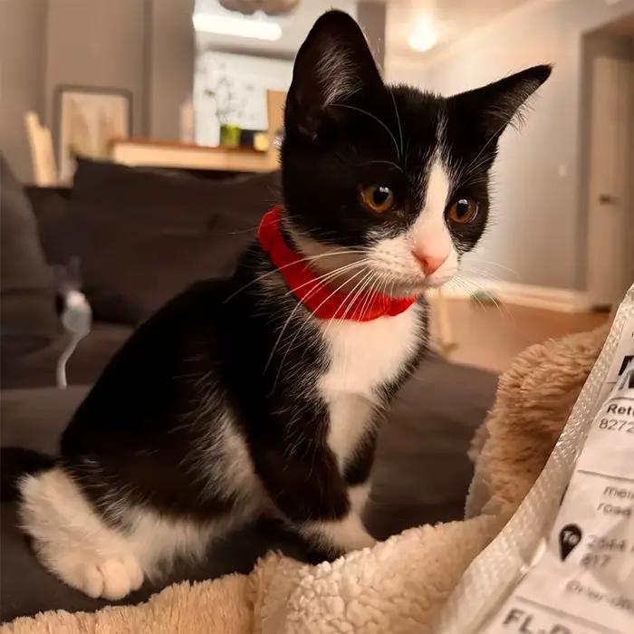 Collier pour chat réglable et élégant avec nœud papillon, caractéristique de sécurité pour animaux d