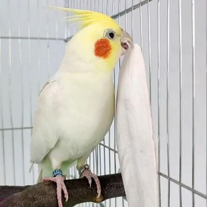Nouveau 10 pièces/ensemble oiseaux pomme de choc perroquet chewing seiche os pour becs pointus seich