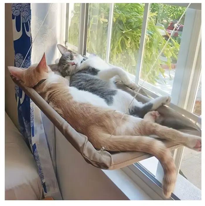 Hamac suspendu pour chat, lit pour chat, portant 20Kg, confortable, fenêtre ensoleillée, support de 