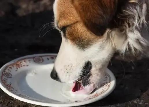 Produits de santé pour chiens et chats, pour animaux de compagnie de 1 jour à 5 ans
