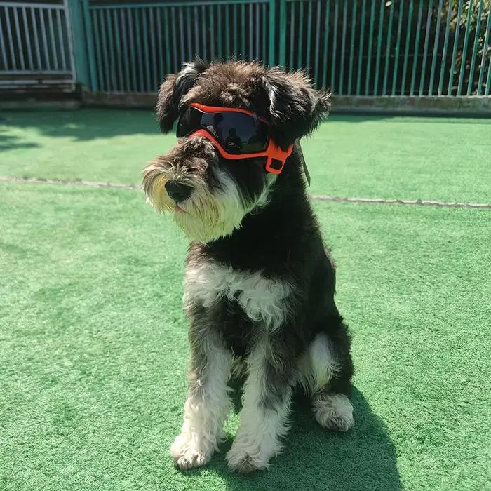 Lunettes de Protection UV pour chiens et chats, lunettes de soleil Cool pour petits et moyens chiens