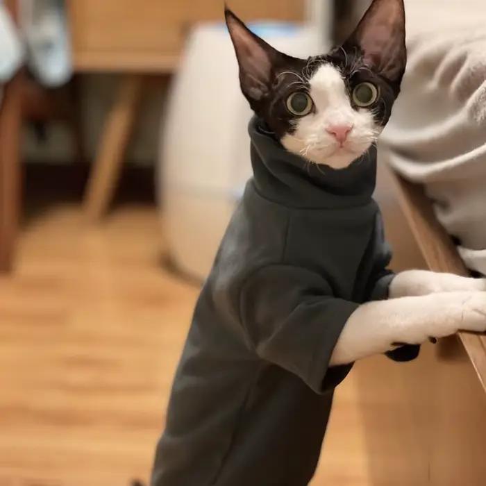 Sphynx chat vêtements bébé coton doux automne hiver chaton petit chien vêtements pour Cornish Devon 