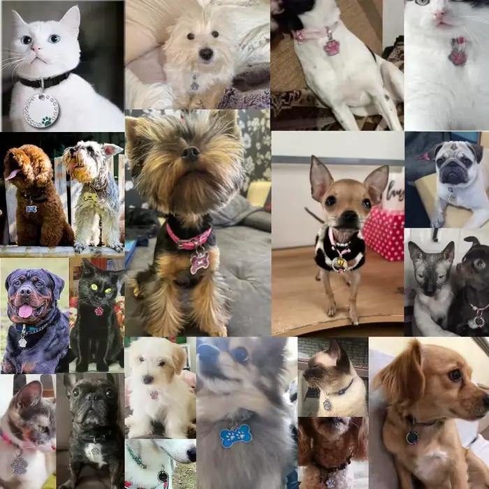 Étiquette d'identification personnalisée, étiquettes d'adresse pour animaux de compagnie, pour chien