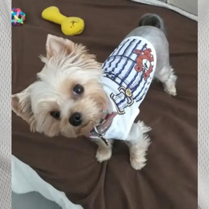 Gilet pour chien Yorkie à séchage rapide, débardeur pour chien, sweat à capuche de dessin animé, Chi