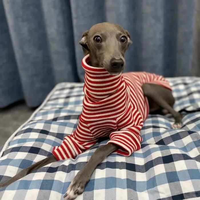 Pull à rayures rouges lévrier italien, manteau à col roulé Whippet, vêtements chauds et extensibles 
