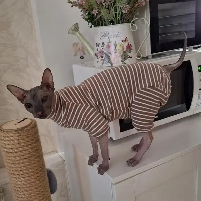 Vêtements d'hiver pour chat, manteau rayé en coton à 4 pattes pour Sphnx, maillot de corps à manches