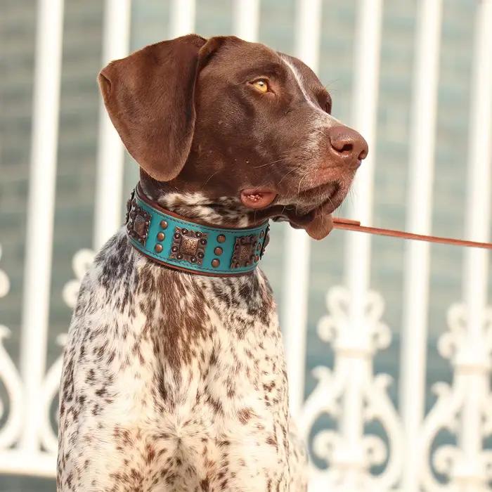 Collier de Luxe en Cuir group pour Chien, Accessoire Durable avec Pointes Cool de 2 Pouces de Large,