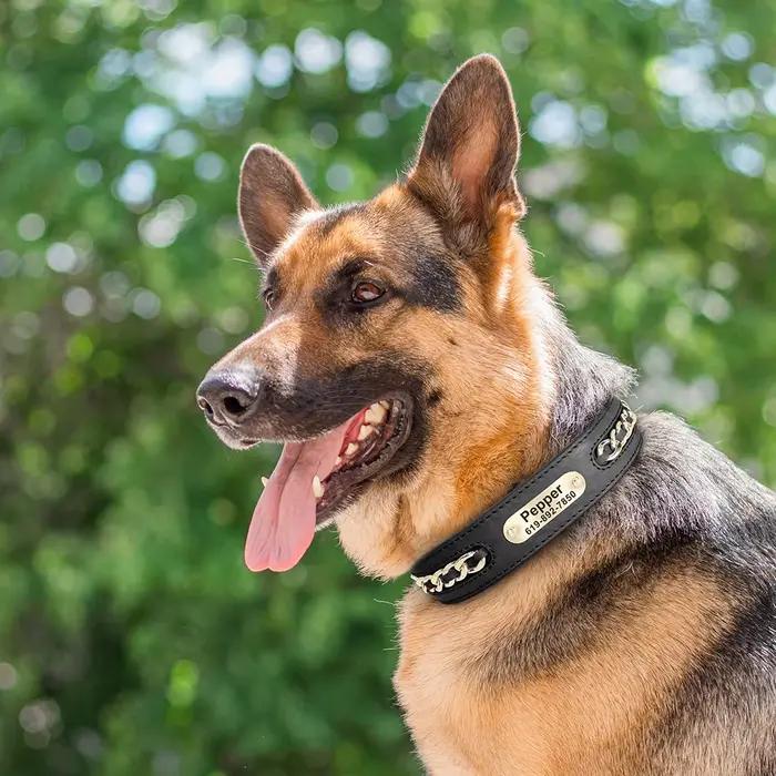 Accessoires de collier de chien en cuir personnalisés, étiquette d'identification personnalisée, col
