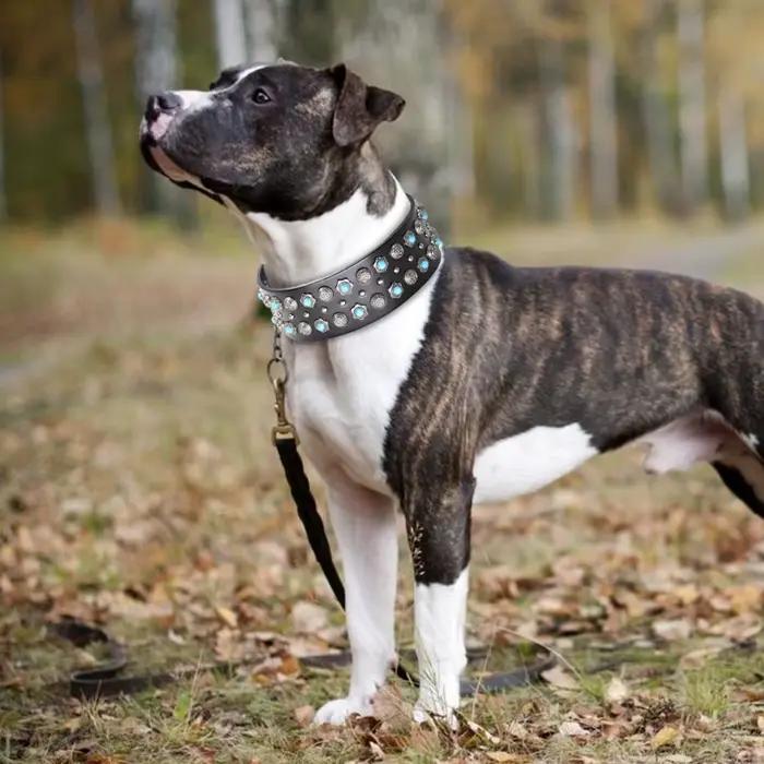 Collier luxueux en cuir véritable pour chien