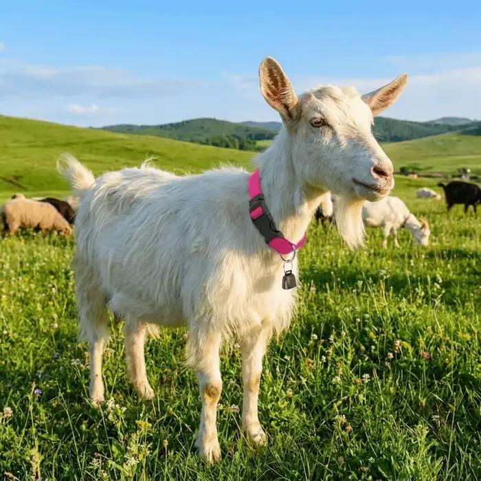 Collier réglable anti-perte pour animaux de compagnie avec boucle à dégagement rapide et clochette