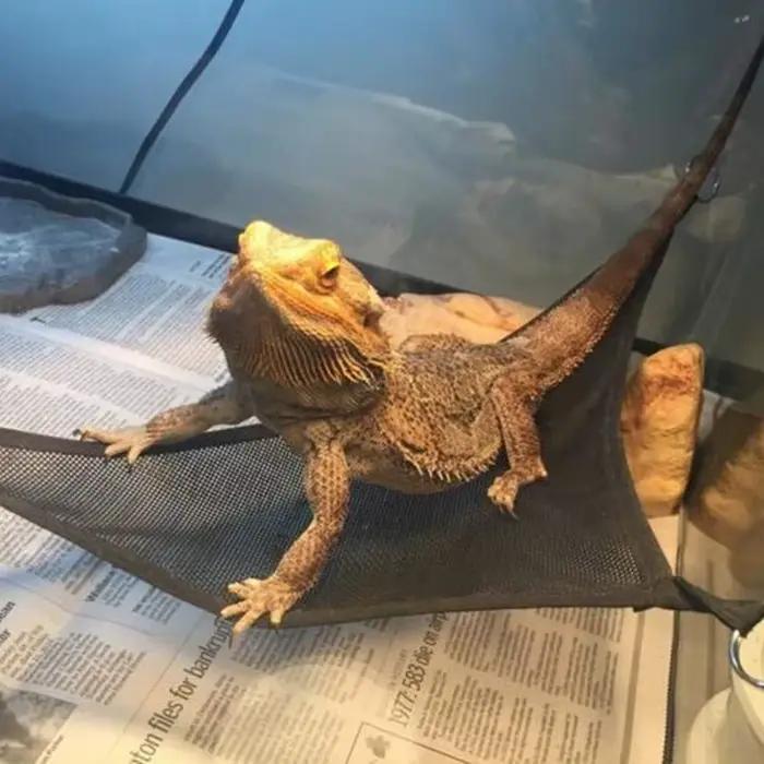 Ensemble d'accessoires pour reptiles : hamac