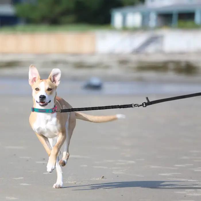 Laisse courte anti-traction pour chien