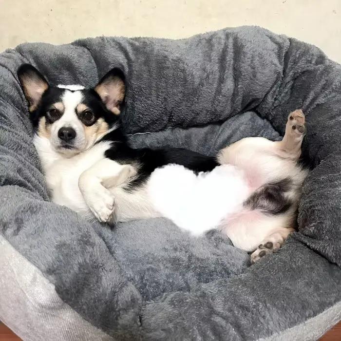 Lit pour chien très doux et chaud