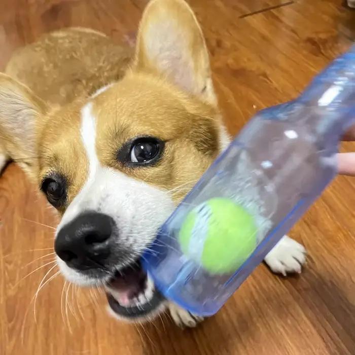 Jouet à mâcher pour animaux de compagnie