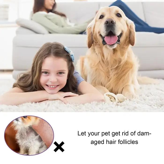 Traitements contre la perte de cheveux pour chiens