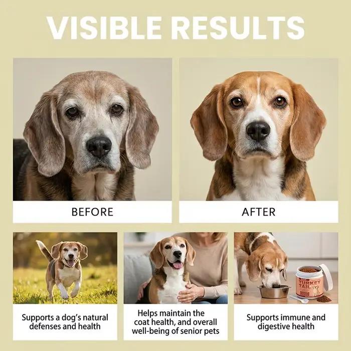 Complément alimentaire pour soutenir l'immunité des chiens – Défense immunitaire quotidienne