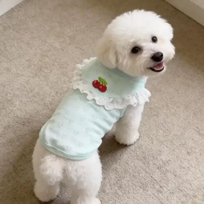 Gilet en dentelle pour chien à col volanté