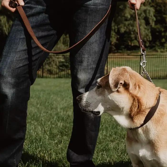 Collier de chien Martingale