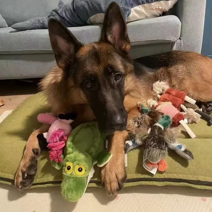 Jouets en peluche pour chiens grinçants