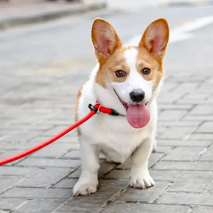 Collier de chien chaîne P