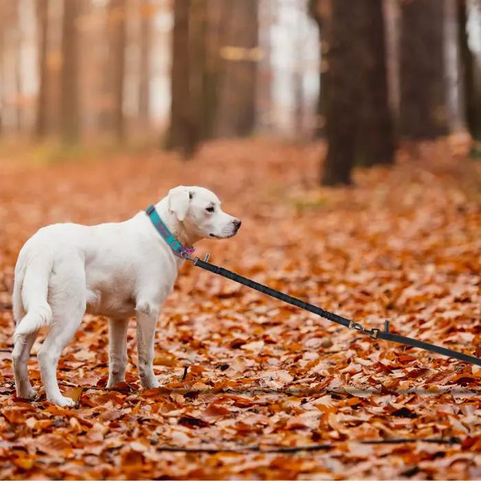 Laisse courte anti-traction pour chien