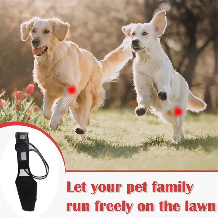 Genouillère pour chien de compagnie