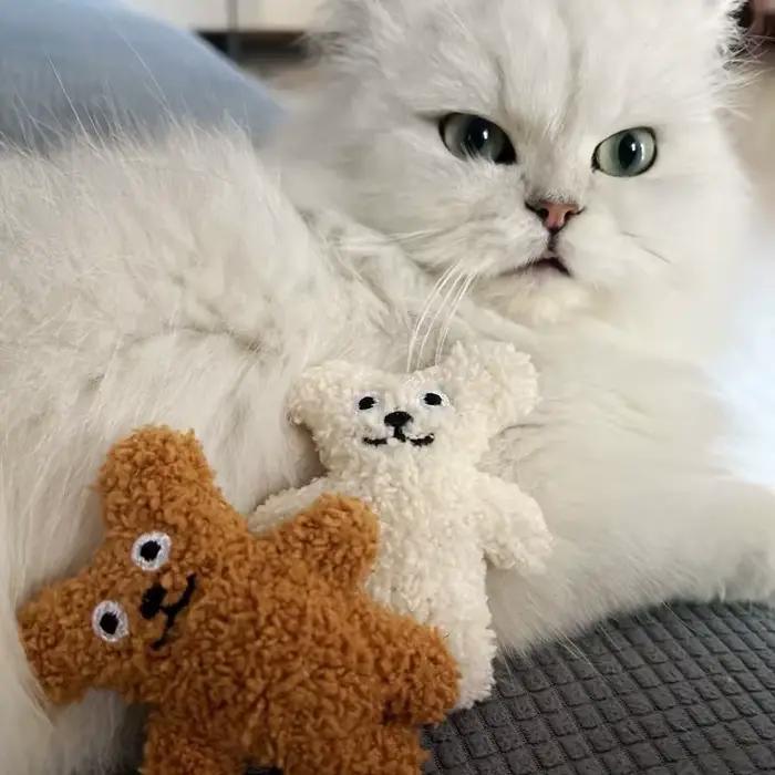 Chat de compagnie menthe poupée en peluche chien jouet Teddy