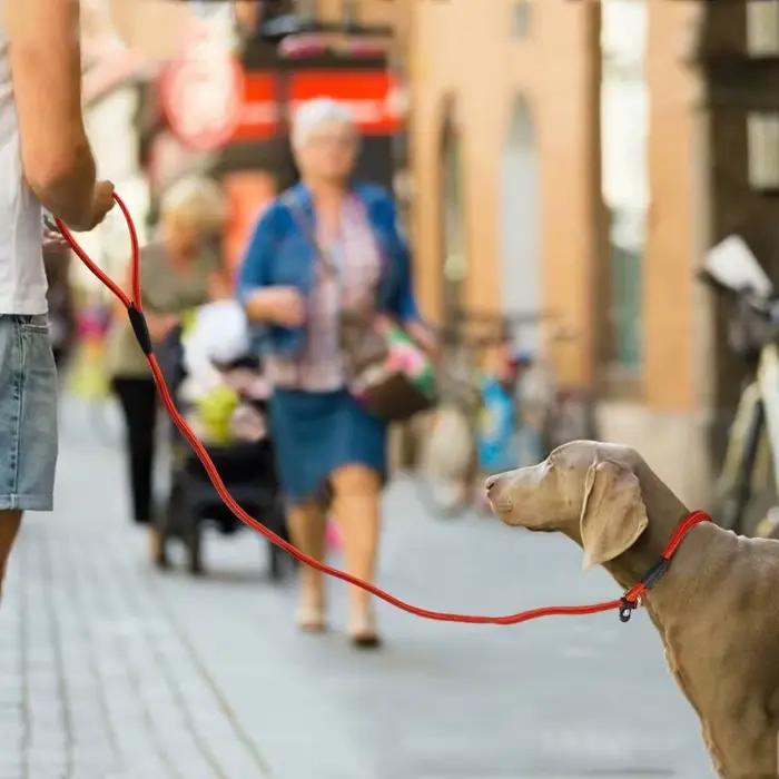 Laisse d'entraînement pour chien