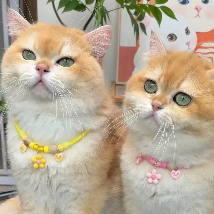 Collier anti-puces pour chat et chien en bois naturel