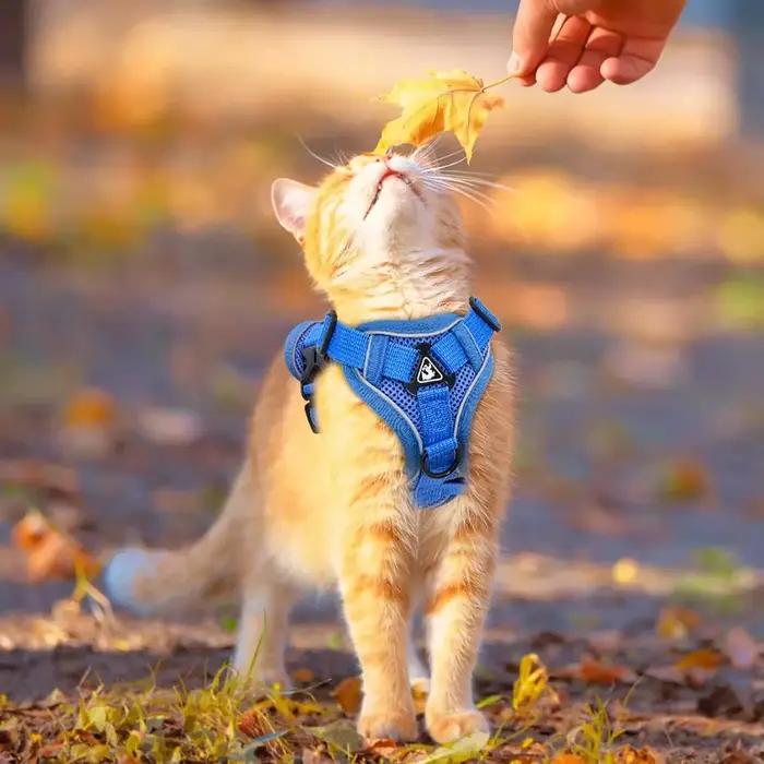 Ensemble harnais et laisse pour chat