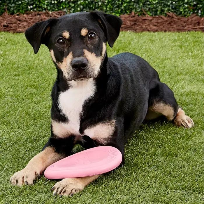 KONG-Jouet pour chiot, jouet pour chien, bleu/rose
