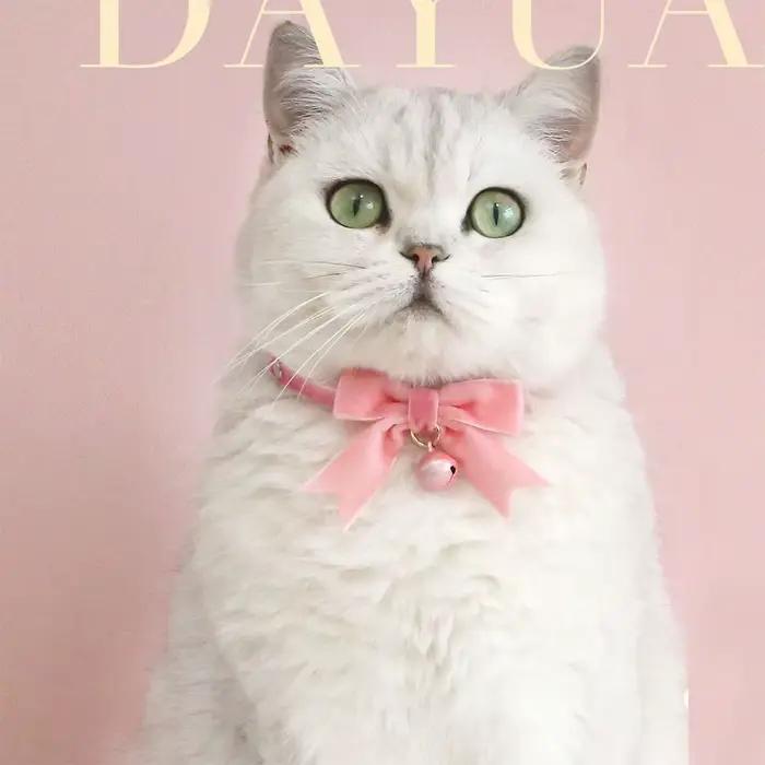 Collier en dentelle rose nickel é pour animal de compagnie