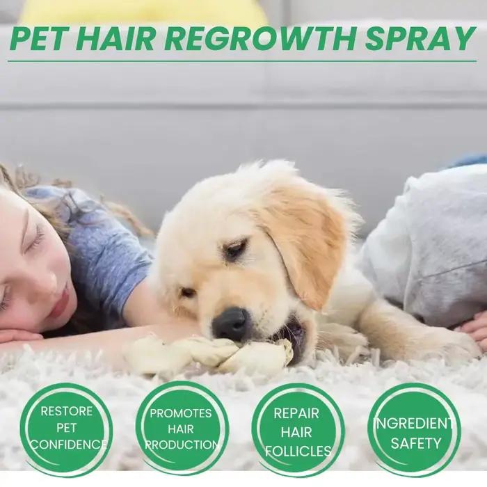 Traitements contre la perte de cheveux pour chiens
