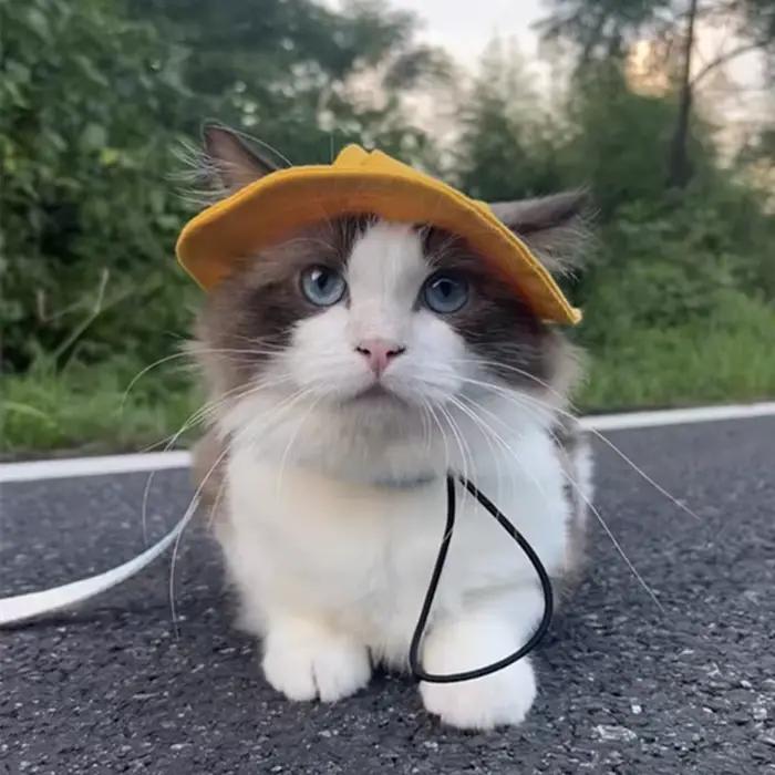 Chapeau mignon pour animaux de compagnie