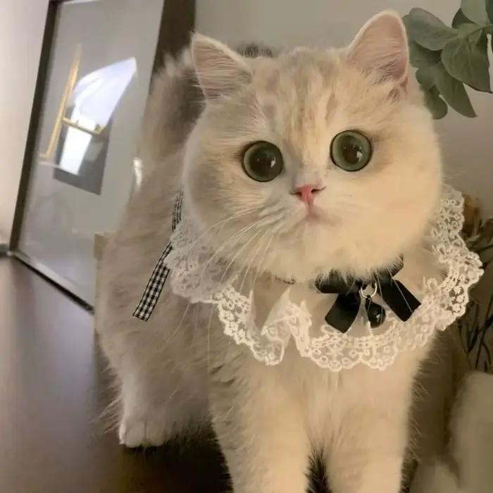 Collier chat chien soie mariage