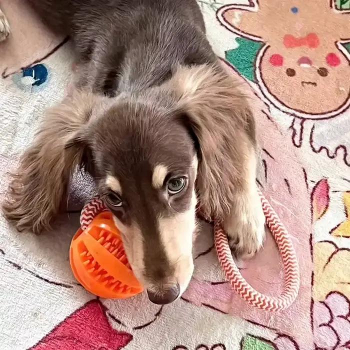 2 pièces de balles à friandises en corde pour chien | Conception portable