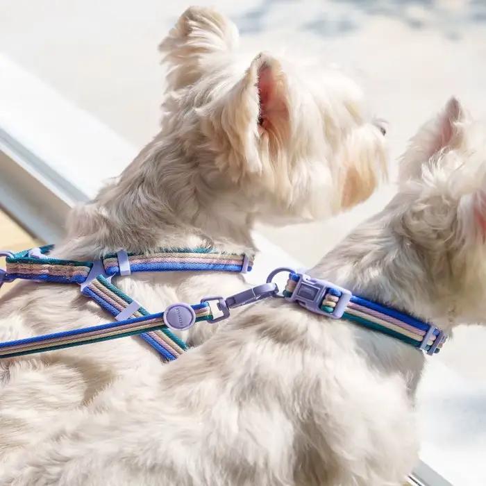Collier pour chien à blocs de couleurs irisées et harnais confortable