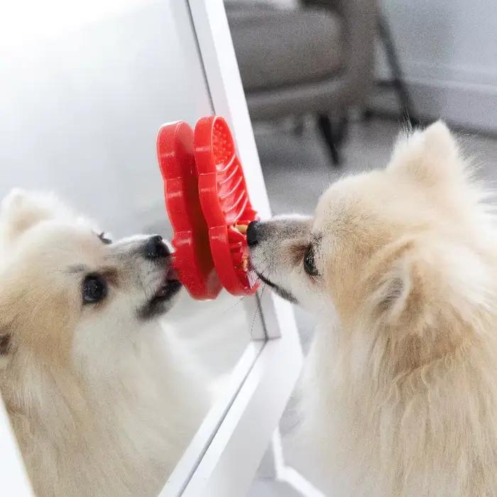 KONG se lève pour chien / Kitty