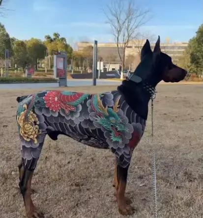 Combinaison intégrale pour chien à quatre pattes