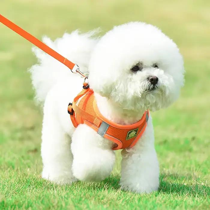 Harnais pour chien