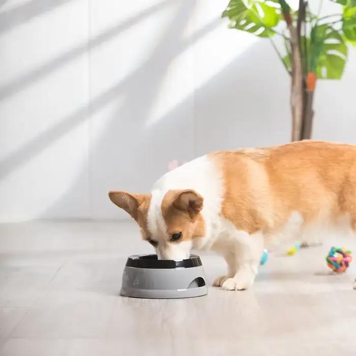 Bols flottants pour chiens de compagnie