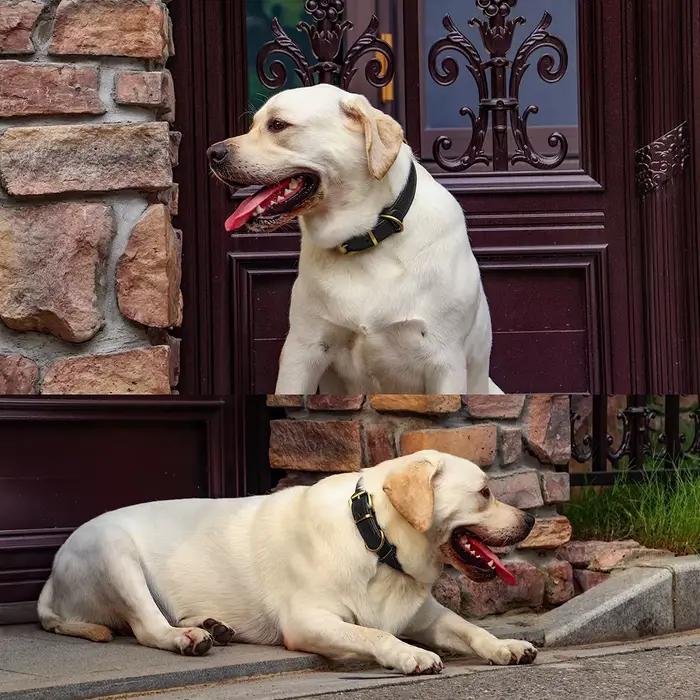 Collier en cuir véritable pour petits et grands chiens